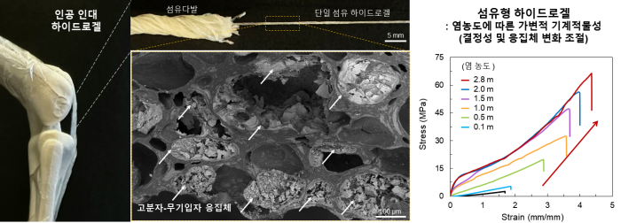 화학공학과 배진혜 교수 연구팀, 고성능 하이드로겔 기반 인공 인대 개발