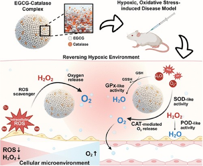 융합공학부 김수환 교수 연구팀, 세포 스트레스 환경 통합 제어 나노플랫폼 개발