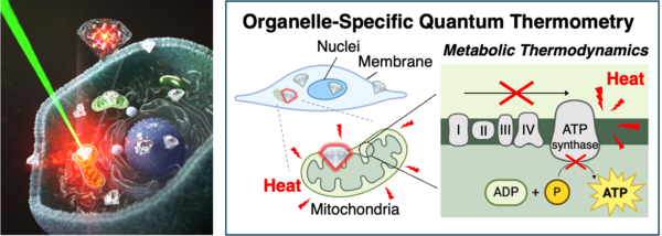 HYU Research Team Develops Organelle-Specific Quantum Thermometry Using Fluorescent Nanodiamonds for Real-Time Organelle Metabolism Monitoring