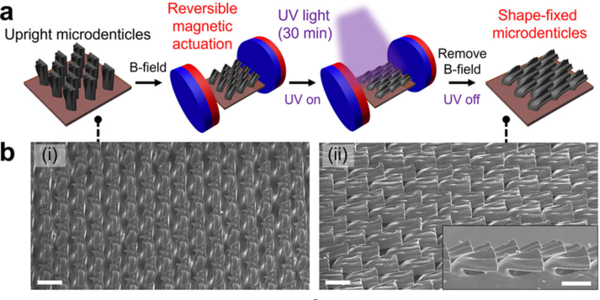 HYU, Pusan National University, and Dong-Eui University Joint Research Team Develop Multi-Stimuli Smart Material Inspired by 3D Shark Skin