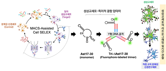 김영필 교수팀, 뇌 성상교세포 리프로그래밍 실시간 추적 기술 개발