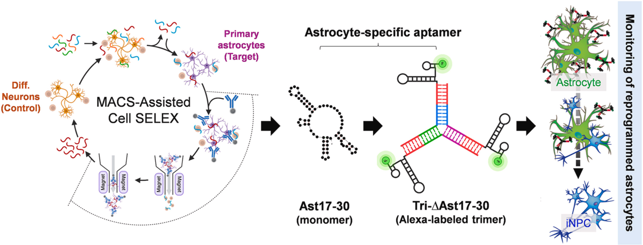 Research Team Led by HYU Professor Develops Real-Time Tracking Technology for Brain Astrocyte Reprogramming