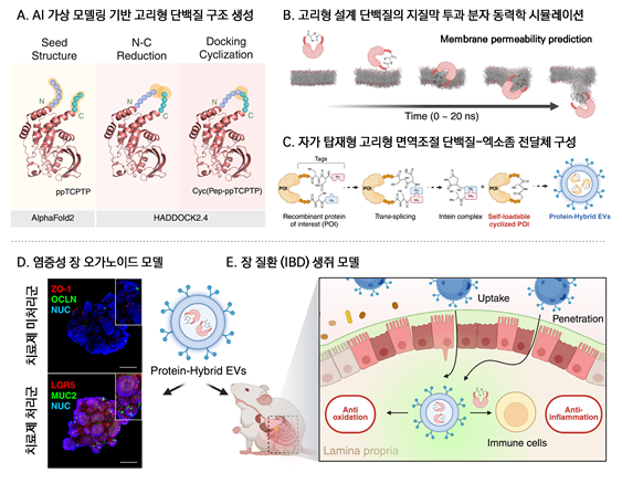 식물 엑소좀으로 면역조절 단백질을 장(腸)까지 안전하게 전달...“먹는 염증성 장질환 치료제”가능성 열어