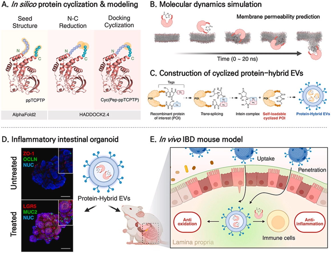 Safe Delivery of Immunoregulatory Proteins to the Intestine via Plant Exosomes: Opening the Possibility of Oral Medication for Inflammatory Bowel Disease