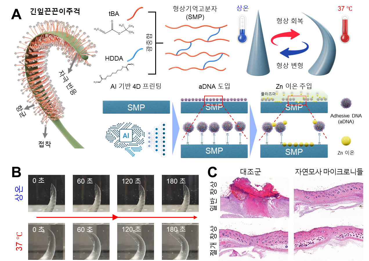 정현도 교수팀, AI 기반 ‘자가 작동 4D 마이크로니들’ 개발... 당뇨성 창상 치료 혁신 기대
