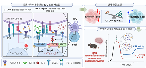 HYU Research Team Identifies 'Combination Therapy' Strategy for Autoimmune Disease Treatment