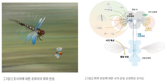 김안모 교수, 초파리의 회피 비행에 대한 시각-운동 신경회로 규명